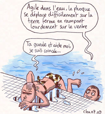 Phoque