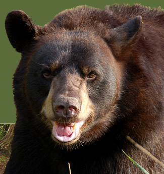 Black-bear