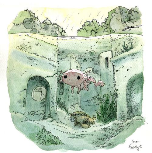 Axolotl